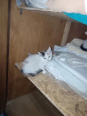 Ofer spre adopție 3 pisicuțe drăgălașe - imagine 3