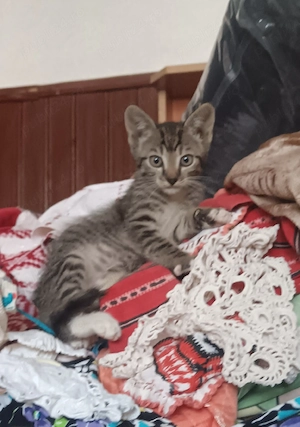 Ofer spre adopție 3 pisicuțe drăgălașe