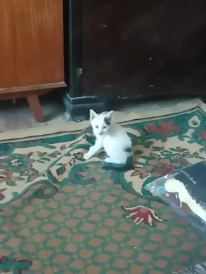 Ofer spre adopție 3 pisicuțe drăgălașe - imagine 2