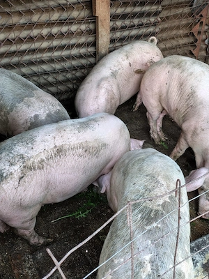 Vand porci grasi - imagine 3