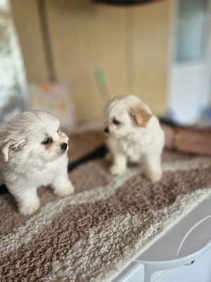 Donez pui bichon mini toy