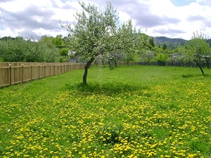 Teren intravilan la munte, in Nereju, Vrancea - imagine 11