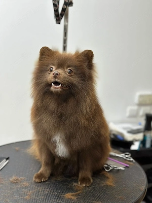 Mascul Pomeranian Ciocolatiu deosebit de frumos !!! - imagine 3