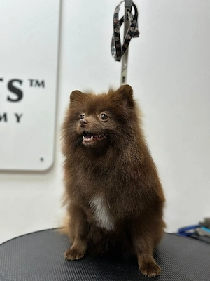Mascul Pomeranian Ciocolatiu deosebit de frumos !!! - imagine 2