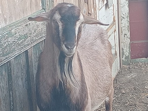 Țap vând schimb cu alte animale - imagine 3