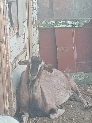 Țap vând schimb cu alte animale