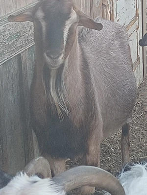 Țap vând schimb cu alte animale - imagine 2