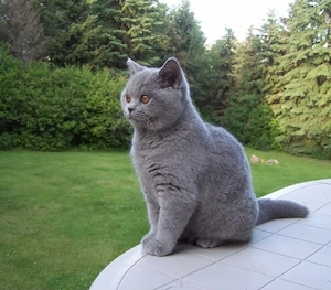 Pisica British Shorthair Rasa Pura 