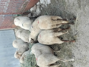 Vand 9 oi în ramnicu sarat 