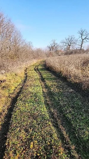 Servicii De Defrisare Cosire Tocare Vegetație, Ambrozie de la 1 RON m2