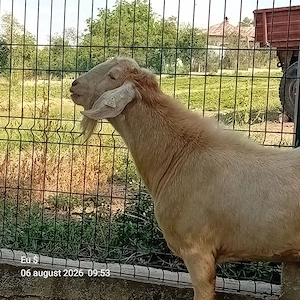țăpuș de vânzare 