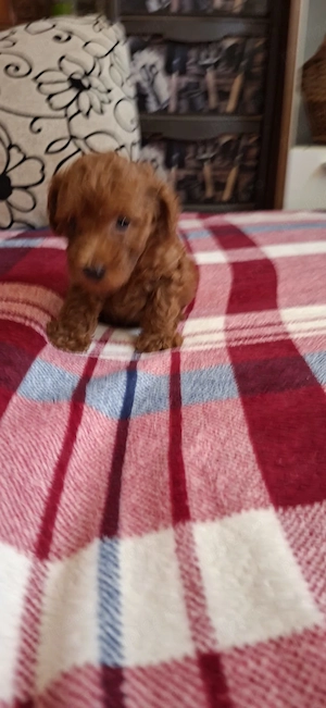 Pudel toy (caniche) - imagine 2