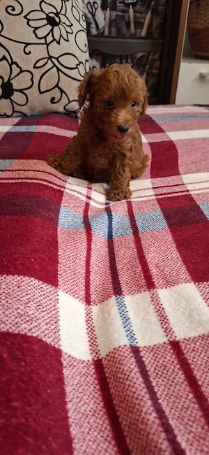 Pudel toy (caniche) - imagine 3