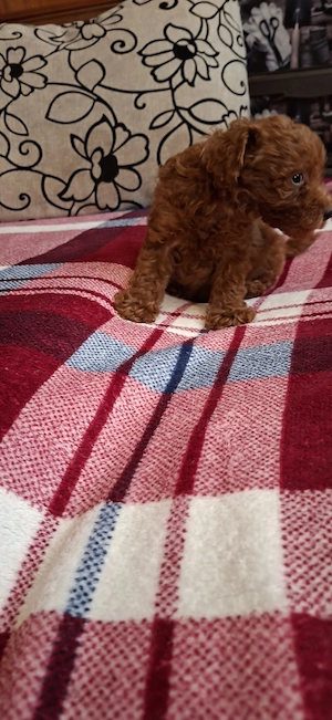 Pudel toy (caniche) - imagine 4