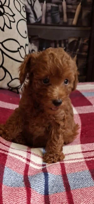 Pudel toy (caniche)