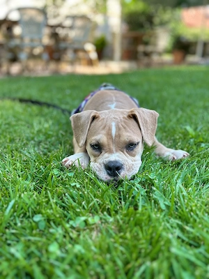 American bully pocket - imagine 3