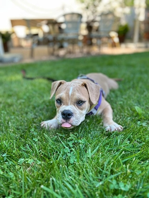 American bully pocket - imagine 4