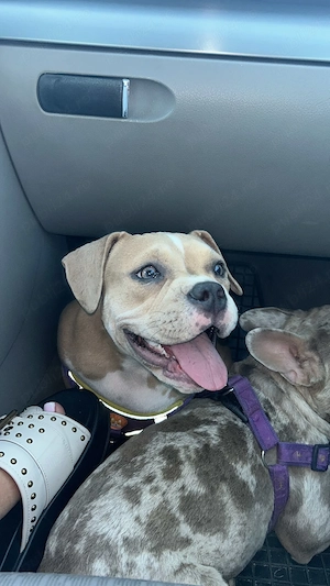 American bully pocket - imagine 2