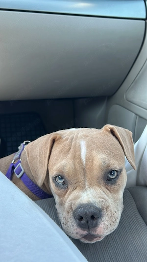 American bully pocket - imagine 5