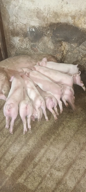 purcei de 7 săptămâni  landrace