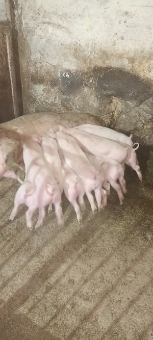 purcei de 7 săptămâni  landrace - imagine 5
