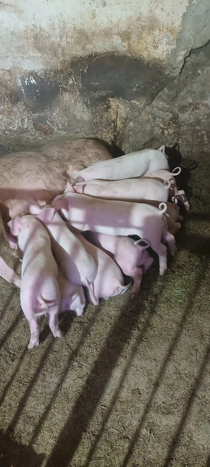 purcei de 7 săptămâni  landrace - imagine 2