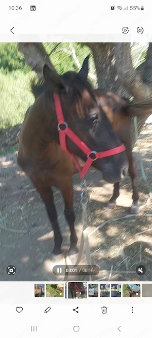 vând mânza 1 an jumate 