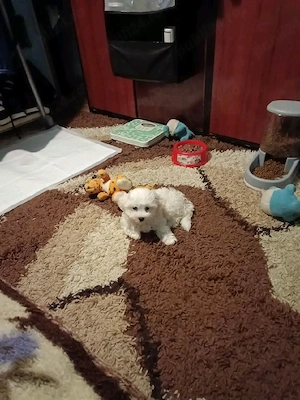 Bichon maltez
