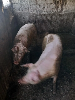 Porci de vonzare  - imagine 2