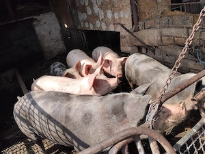 Porc  de carne de vanzare