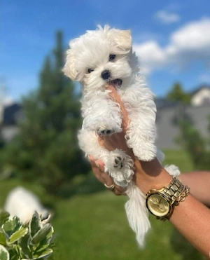 Căței Bichon Toy disponibili imediat  - imagine 4