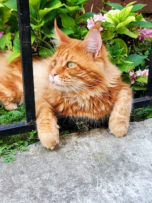 Donez maine coon mascul  - imagine 2