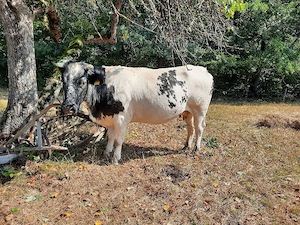 juninca de 3 ani gestanta
