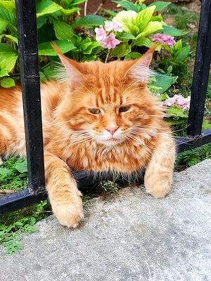 Donez maine coon mascul  - imagine 3