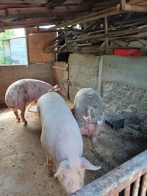 Vand porc gras pt sacrificat