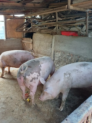 Vand porc gras pt sacrificat - imagine 2
