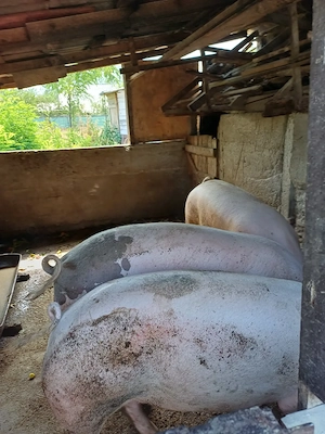 Vand porc gras pt sacrificat - imagine 4