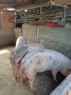 Vand porc gras pt sacrificat - imagine 3