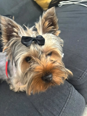 Catel yorkshire terrier,baiat 7 luni