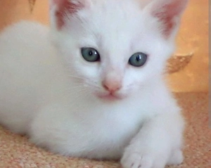Angora turceasca 550 lei - imagine 2