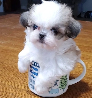 Bichon havanez mini   700 lei