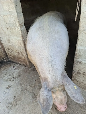 Purcea  de vanzare
