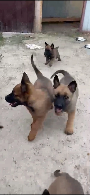 Ciobanesc belgian malinois - imagine 3