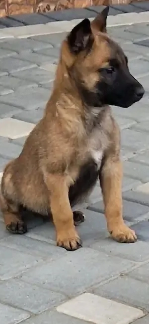 Ciobanesc belgian malinois - imagine 4