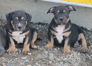 Vand pui American Bully