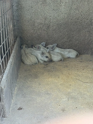 Vand purcei mangalita si bazna, rasa pura, Peris Ilfov
