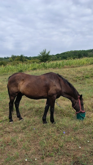 Vând cal cuminte castrat 