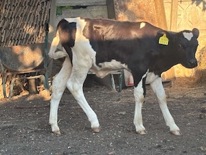 Vand vitea din mama buna de lapte  - imagine 3