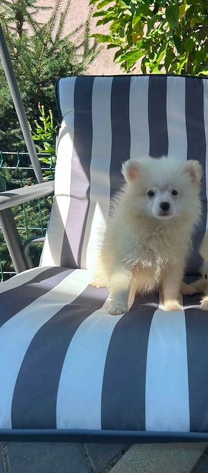 Pomeranian mini spitz - imagine 2