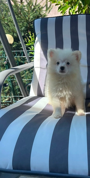 Pomeranian mini spitz